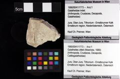 Foto (Objket + Etiketten) von Goniodromites polyodon (Reuss, 1858) 